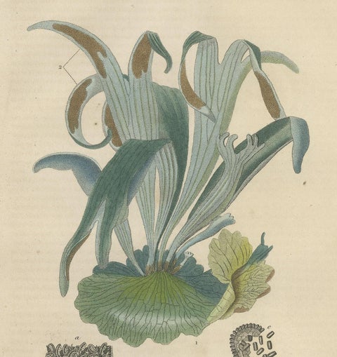 The Golden Leather Fern, An Antique Masterpiece of Botanical Illustration, 1845, close-up 1