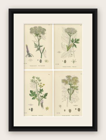 Four Antique English Botanical Herb Prints, Elegant Green Umbellifers, 1902, shown framed