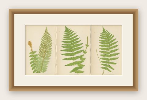 Antique Hand-Colored Fern Prints, Aspidium Aculeatum, Oreopteris & Thelypteris, shown framed