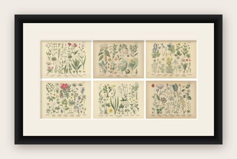 Antique Botanical Prints Set, German Wildflower Atlas Plates, Stuttgart 1885, shown framed