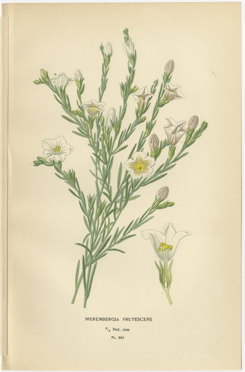 1897 Botanical Prints, Nierembergia, Salpiglossis, and Butterfly Flowers, view 2