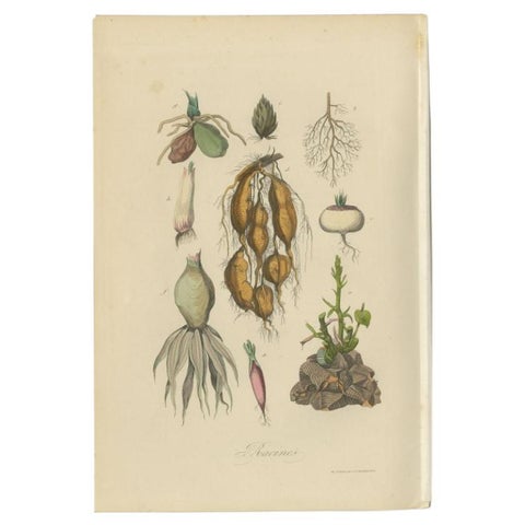 Decorative Antique Print of Various Roots for a Gardener or Farmer, 1854, view 2