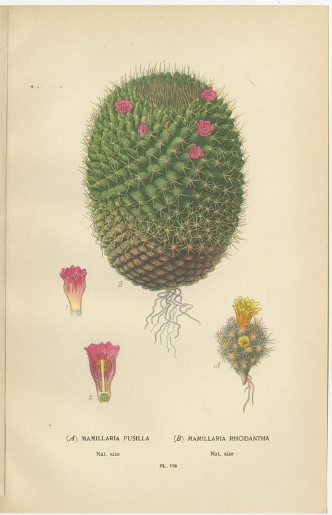 Antique Prints: Tuberous Begonia, Mammillaria Cactus & Rat's-Tail Cactus, 1897, view 3