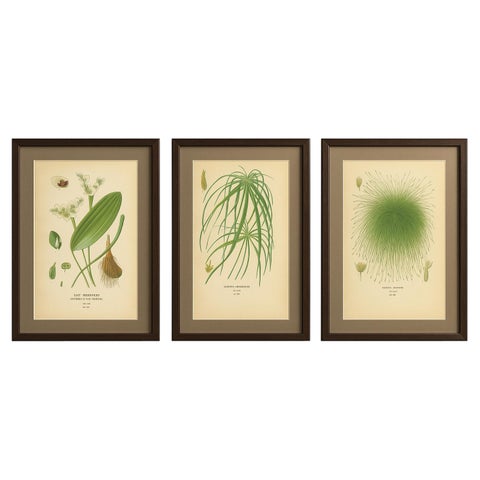 Cape Pondweed, Umbrella Plant & Bulrush, Antique Botanical Prints c.1897