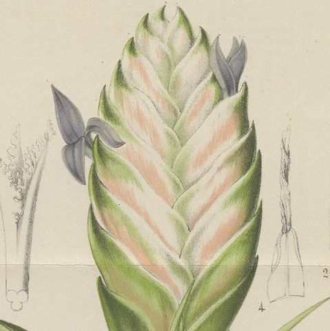 Antique Botany Print of Tillandsia Anceps '1879', close-up 1