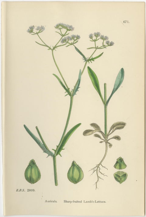 Set of 10 English Botanical Prints 1902, Valerian & Lamb’s-Lettuce, view 11