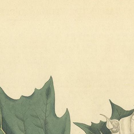 Datura Stramonium, Thorn Apple Botanical Engraving by Curtis c.1817, close-up 1