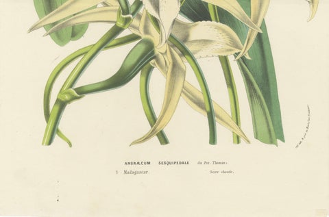 Comet Orchid (Darwin's Orchid): Hand-Colored Lithograph by Louis van Houtte 1855, close-up 4