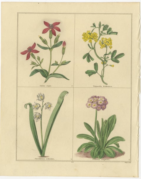 Antique Botanical Flower Studies by Benjamin Maund, London c.1836, view 2