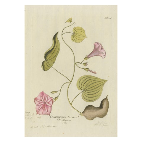 Convolvulus Batatas Botanical Engraving, Icones Plantarum Medicinalium, 1788