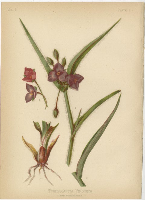 Native US Flora, Six Original Botanical Chromolithograps, 1879, view 2