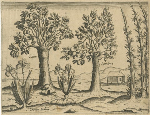 Cashew and Rose Apple Trees with Pepper and Crocus Indicus, de Bry, 1600, close-up 1