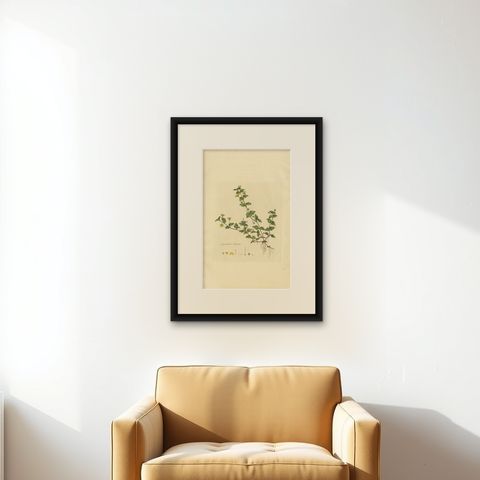 Antique Botany Print of Lysimachia Nemorum by Curtis 'circa 1817', shown framed on a wall, true to size