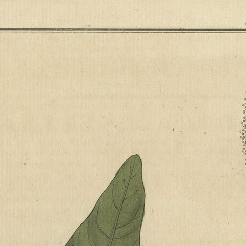 Detailed Engraved Botanical Study of Persicaria Bistorta or Common Bistort, 1822, close-up 4