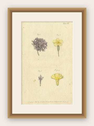 Antique Botanical Engraving of Dyer's Alkanet and Primrose Varieties, 1803, shown framed