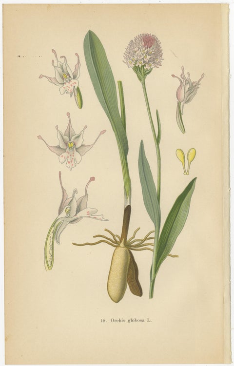 Historical Flora: Orchids of 1904 in Art and Science, view 2