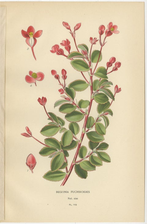 Botanical Prints: Begonia Rex, Begonia Fuchsioides & Begonia Semperflorens, 1897, view 3