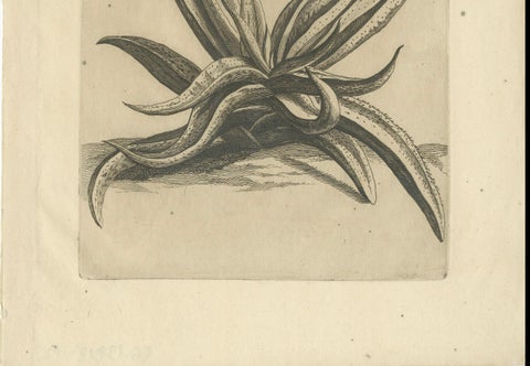 Botanical Engraving of African Aloe from Commelin’s "Praeludia Botanica", 1703, close-up 1