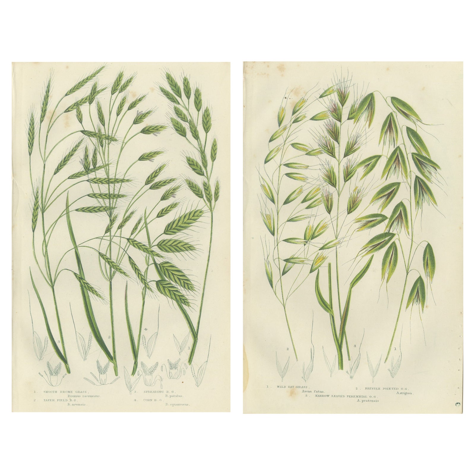 Sweet Cyperus and Brown Cyperus Botanical Prints, Hand-Colored, 1873