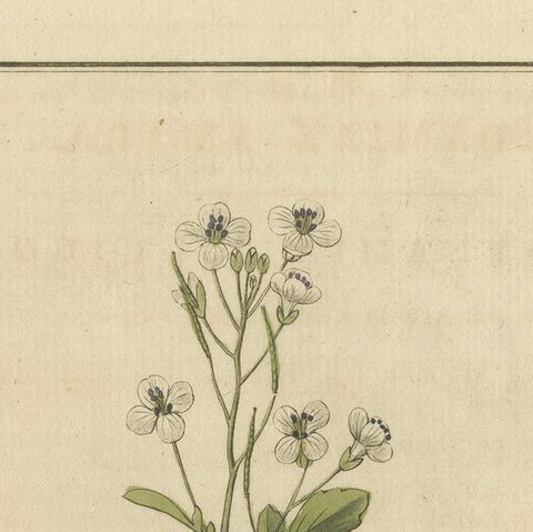 Detailed Engraved Botanical Study of Cardamine Amara or Bittercress, 1822, close-up 5