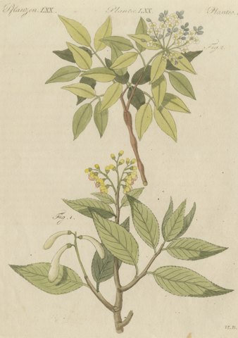 Two Flowering Tree Branches, Antique Bertuch Print, circa 1805
