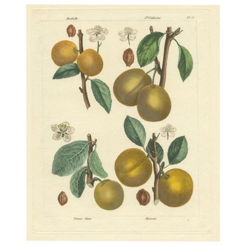 Botanical Print: Mirabelle, St. Catherine, White Plum & Apricot, 1821