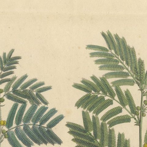 Antique Gum Arabic Botanical Print, Acacia Arabica & Acacia Vera, c.1831, close-up 5