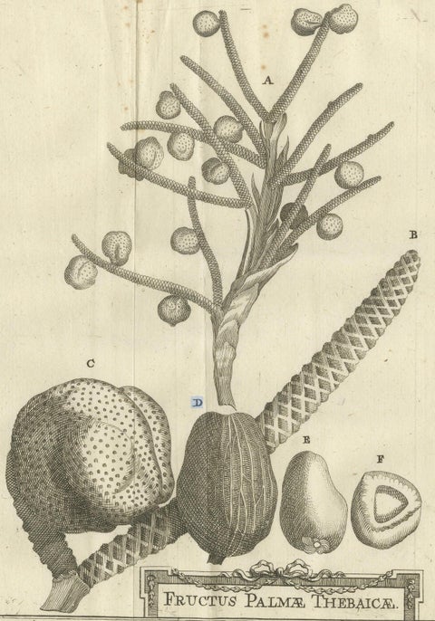Fruits of the Theban Palm, Botanical Study of Date Palm Egypt c.1776, close-up 4