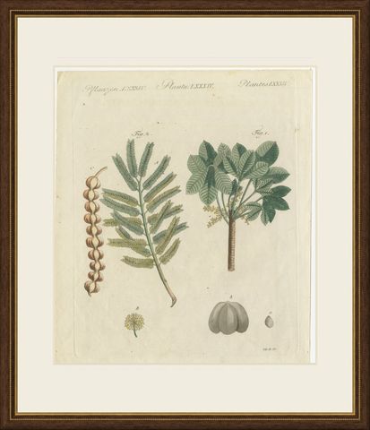 Rubber Tree and Gum Arabic Acacia, Antique Bertuch Print, circa 1805, shown framed