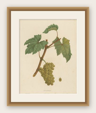 Rare Original Antique Lithograph of the Jouannen Grape Variety, 1890, shown framed