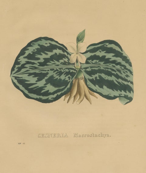 Antique Botanical Print of a Gesneria species, view 3