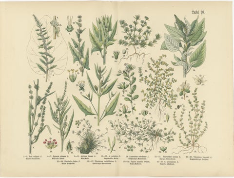 Antique Botanical Prints Set, German Wildflowers Atlas Plates, Stuttgart 1885, view 5