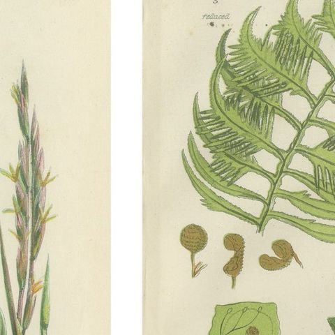 British Sedges Antique Botanical Prints, Hand-Colored Engravings, 1873, close-up 1
