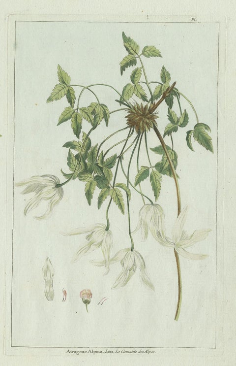 Antique Botany Print of a Clematis Species by Buchoz, circa 1785, view 3