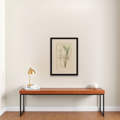 Antique Botany Print of Licuala Nana, a Fan Palm, shown framed on a wall, true to size