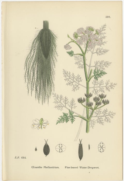 Antique English Botanical Prints, Water-Dropwort Studies for Elegant Interiors, view 5