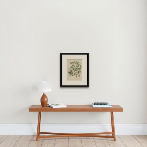 Antique Flower Print of the Ampelopsis Glandulosa var. Heterophylla, 1868, shown framed on a wall, true to size