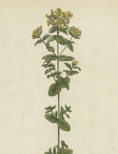 Antique Botany Print of a Species of St. Johnswort by Curtis, circa 1777, view 3