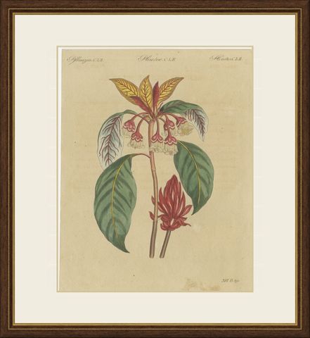 Flowering Shrub with Red Blossom, Antique Bertuch Print, circa 1815, shown framed