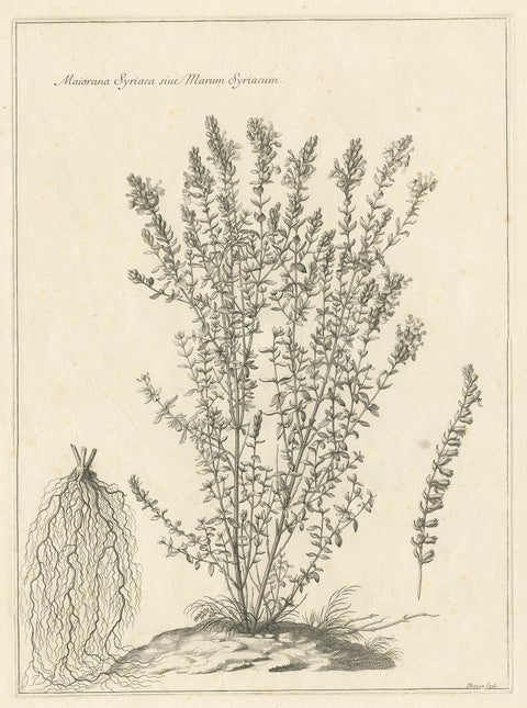 Syrian Oregano (Origanum Syriacum), Antique Botanical Engraving c.1676, view 2