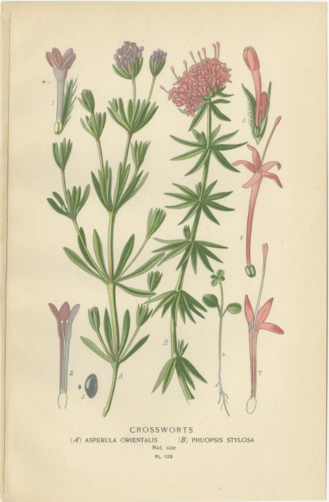 Antique Botanical Prints: Bouvardia Longiflora, Crossworts & Large Spur Valerian, view 3