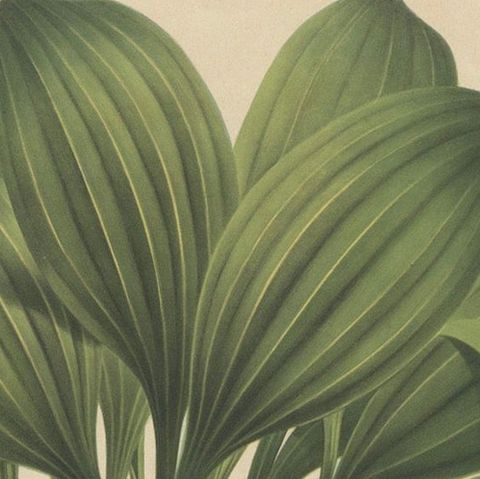 Large Orchid Illustrations of the Dutch East Indies: A Botanical Heritage, 1854, close-up 5