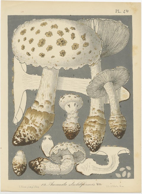 Set of 6 Antique Mycology Prints of Various Fungi by Barla, circa 1890, view 7