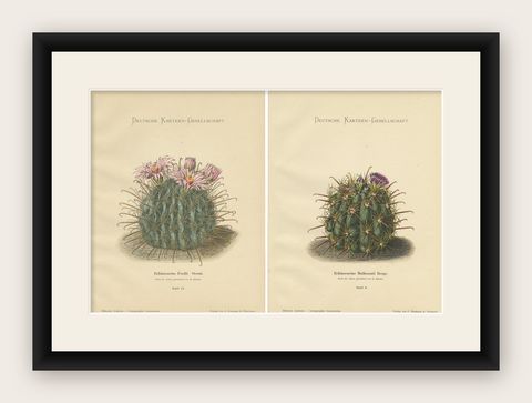 Set of 2 Decorative Antique Cactus Prints, circa 1910, shown framed