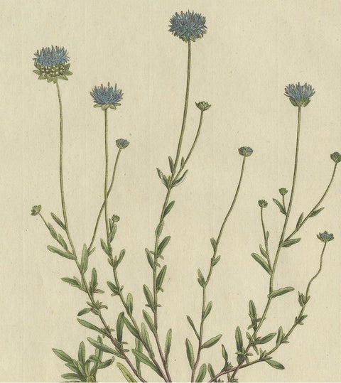 Antique Botany Print of the Jasione Montana by Curtis, circa 1777, view 3