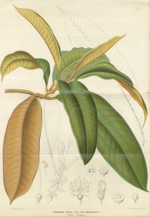 Antique Botanical Lithograph, Isonandra Gutta Percha Plant, de Vriese, 1856, close-up 2