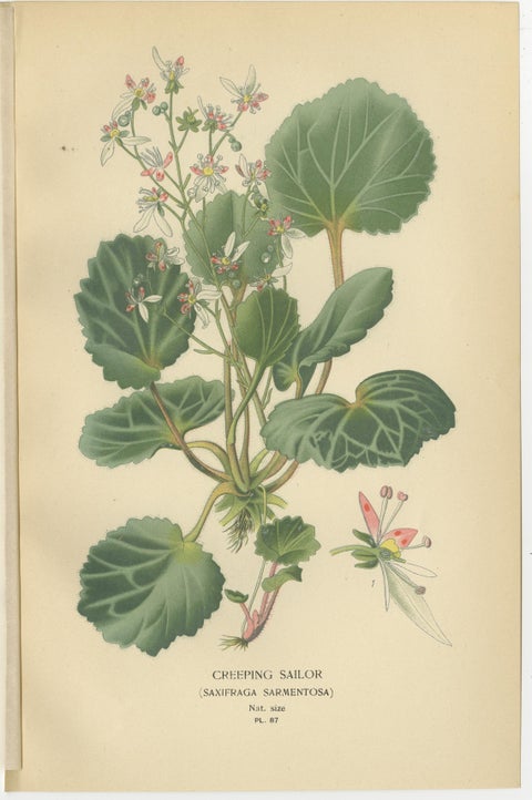 Botanical Prints: Creeping Sailor, London Pride and Thick-Leaved Saxifrage, 1897, view 2