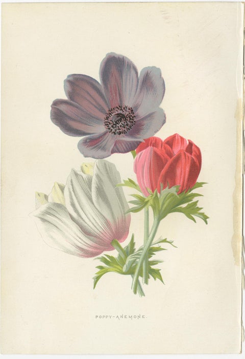 Set of Three Botany Prints Poppy Anemone, Rudbeckia, Cineraria, view 2