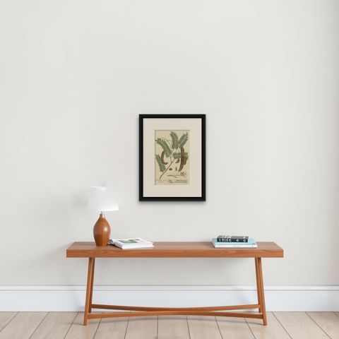 Antique Botanical Print of a Tamarind Tree, shown framed on a wall, true to size