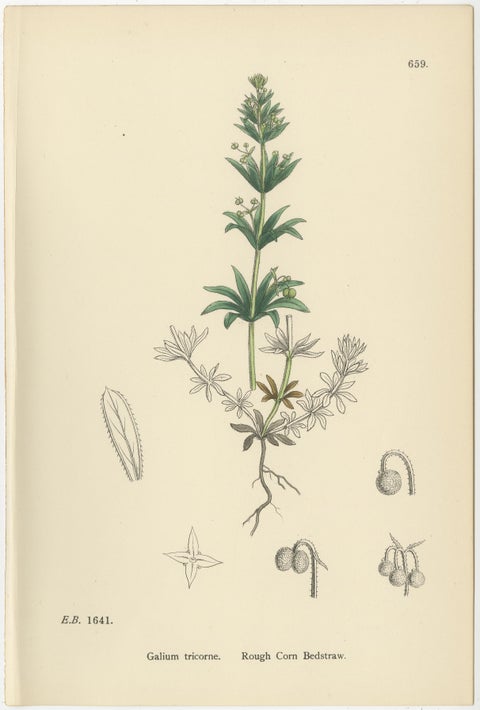 Set of 10 English Botanical Prints 1902, Galium & Asperula, Sowerby, view 8
